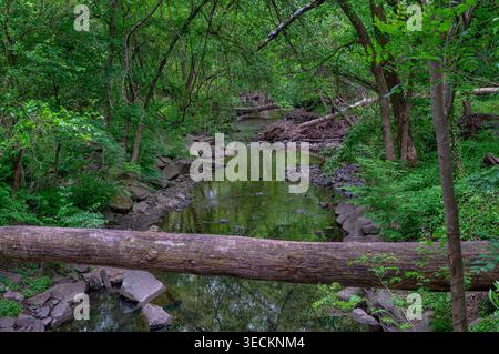 A group of fallen trees on the forest floor Stock Photo