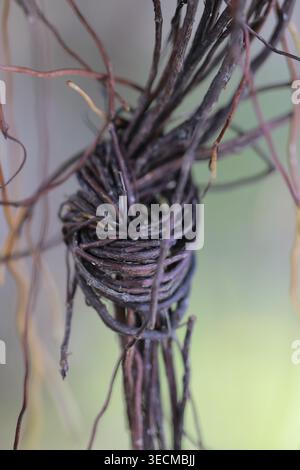 A close-up, selective focus shot of a tight knot formed from a bundle of brown hanging aerial roots. Stock Photo