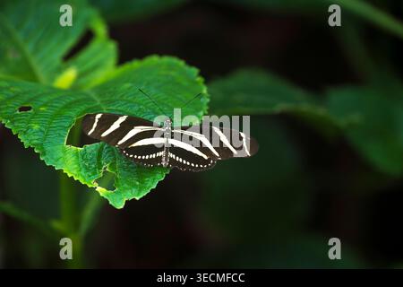 Zebra Longwing butterfly resting on foliage Stock Photo