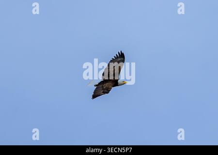 Bald eagle soaring through a clear blue sky at Minnekhada Regional Park Coquitlam Canada Stock Photo