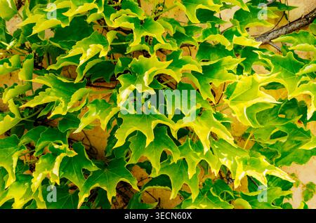 Vine-covered wall. Madrid, Comunidad de Madrid, Spain, Europe Stock Photo