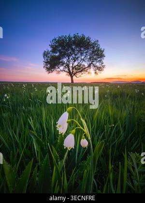 Summer Snowflake Flowers in a Green Meadow with a Lone Tree at Sunset Stock Photo