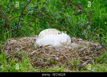White Mute Swan (Cygnus olor) nesting, sitting on a nest of cygnet eggs, in Spring in England, UK. Stock Photo