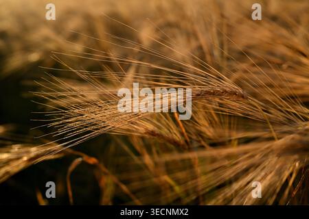 Golden Barley Spikes in Evening Sunlight Stock Photo