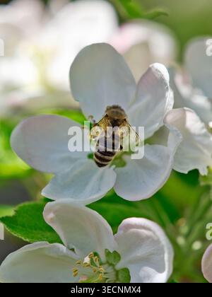 Honey bee collecting pollen on delicate white apple blossoms in spring sunlight, close-up macro shot with soft natural bokeh and fresh green backgroun Stock Photo