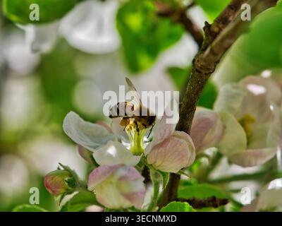 Side view of a honey bee collecting pollen on apple blossoms in warm spring sunlight, detailed macro image with soft background and delicate floral Stock Photo
