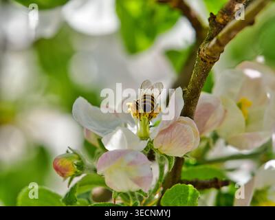 Honey bee feeding on blooming apple tree flowers during springtime, surrounded by soft white and pink blossoms with natural green background. Stock Photo