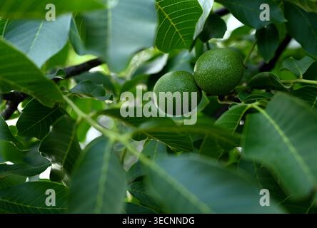 Green Walnuts (Juglans regia) Growing on a Tree Branch in Summer Stock Photo