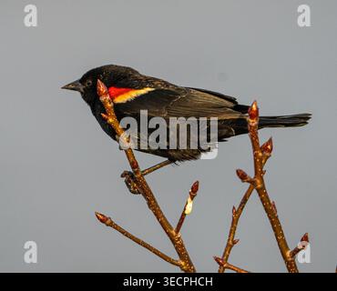 Red winged blackbird sitting atop of recently budding bush in Chester, Maryland USA Stock Photo