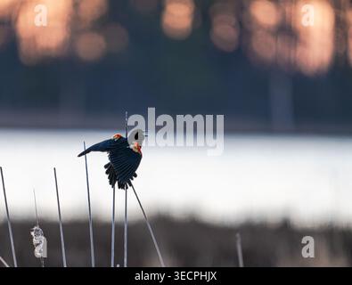 Early morning blackbird singing at sunrise at Blackwater Wildlife Refuge in Cambridge Maryland USA Stock Photo