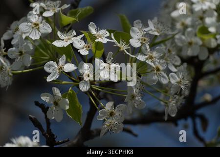 Flowering pear tree showing beautiful spring blooms on Kent Island on the Eastern Shore of Maryland USA Stock Photo
