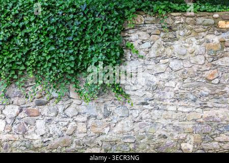A stone retaining wall partially covered in ivy, in Switzerland. Stock Photo