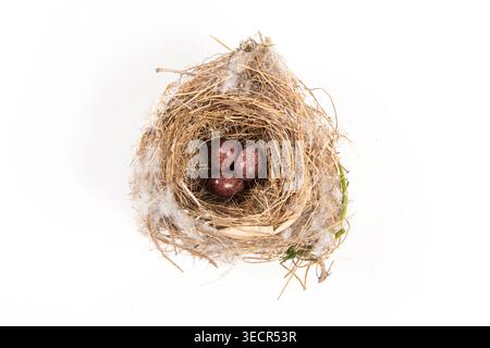 Bird nest with three spotted eggs on a white background Stock Photo