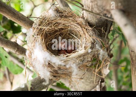 Bird nest nestled in tree branch holding three brown speckled eggs, symbolizing new life Stock Photo