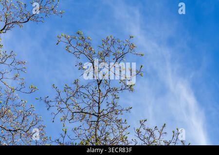 Norway maple, Acer platanoides, yellow-green flower clusters emerge from spring buds against blue sky at Arnold Arboretum, Boston, Massachusetts, USA. Stock Photo