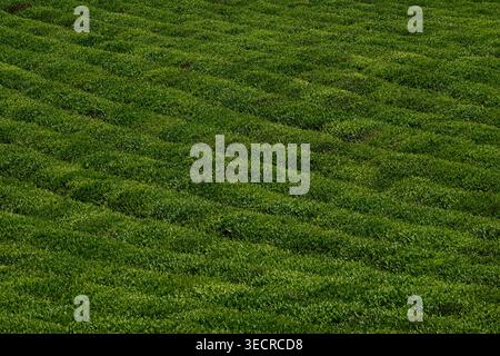 A minimalist abstract study of a tea plantation, highlighting the rhythmic visual flow of interlocking shadows and vibrant green textures. The repeati Stock Photo