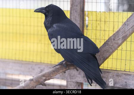 Darkfeathered crow suggests folklore and mystery, side silhouette on branch with subtle texture and contrast, mood evokes myth and omen themes ideal Stock Photo