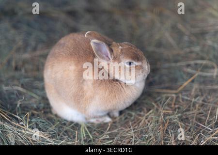 Rabbit rests peacefully. Brown bunny dozing on hay. Furred animal naps on straw in cozy barn. Small domesticated rabbit rests in hay corner with close Stock Photo