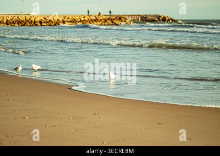 Seagulls on sandy beach in Sitges with gentle waves and Mediterranean coastline Stock Photo