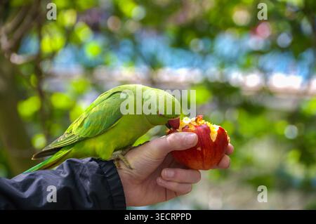 Green parakeet eating red apple from human hand in natural setting Stock Photo