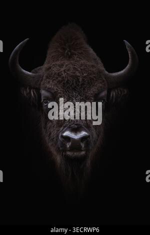 Close-up portrait of a bison emerging from darkness, lit to reveal coarse fur, curved horns, and intense eyes. Deep shadows create a moody, powerful w Stock Photo