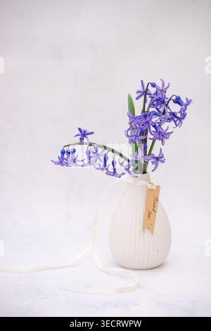 Delicate purple hyacinth flowers arranged in a small white ceramic vase with ribbon and tag, styled on a round tray in a bright minimalist interior wi Stock Photo