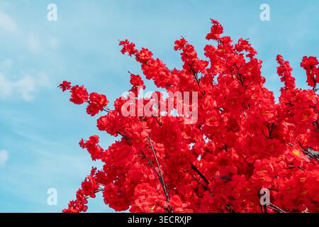 Vibrant red sakura blossoms on delicate branches against a clear blue spring sky, creating a bright floral background. Stock Photo
