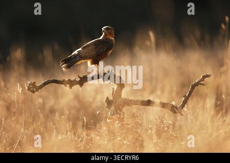 A common buzzard perches on a twisted branch in a sunlit meadow, warm golden light and soft bokeh highlighting the raptor’s profile in a quiet natural Stock Photo