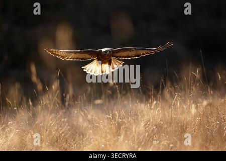 Common buzzard glides low over a sunlit meadow, wings spread wide in golden backlight, hunting over tall grass. A dramatic wildlife scene with shallow Stock Photo