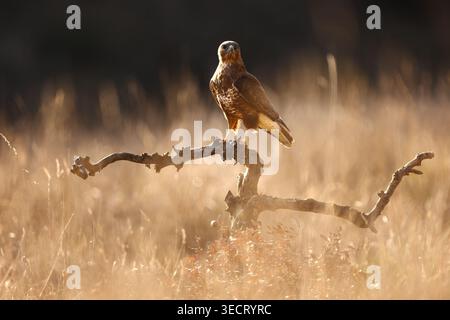 Common buzzard perched on a twisted branch above a sunlit meadow, watching for prey in warm golden light, a serene wildlife scene with soft bokeh back Stock Photo