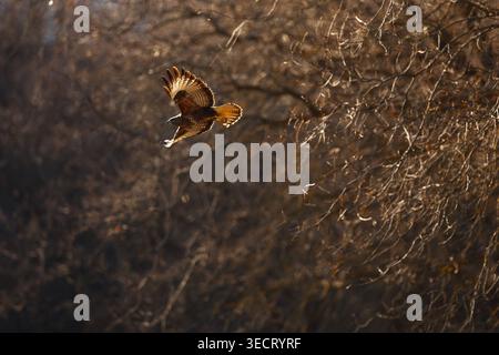 Common buzzard gliding with wings spread above a leafless woodland, captured in warm golden light with soft background bokeh, showcasing raptor wildli Stock Photo