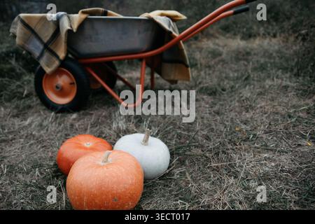 Close-up of orange and white pumpkins resting on dry grass with a wheelbarrow in the background, capturing a rustic fall farm harvest mood and seasona Stock Photo