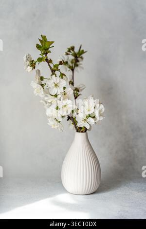 White cherry blossom branches arranged in a ribbed ceramic vase, lit by soft natural window light against a neutral wall, creating a calm minimalist i Stock Photo