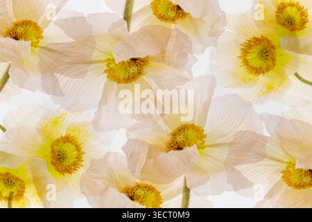 Minimalist poppy florals in a seamless pattern, featuring soft white translucent petals and warm yellow centers on a clean background, ideal for wallp Stock Photo