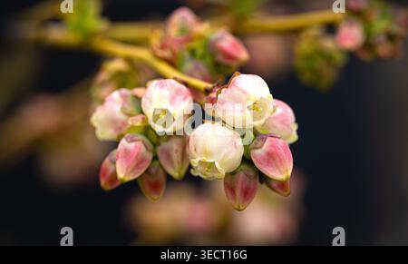 Blueberry plant blooming with delicate white and pink blossoms in early spring Stock Photo
