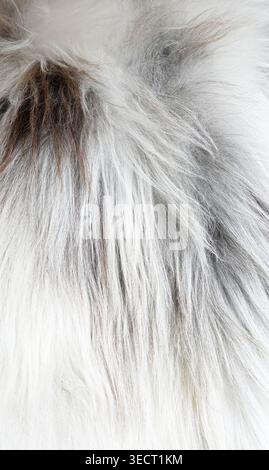 reindeer fur white closeup texture background Stock Photo