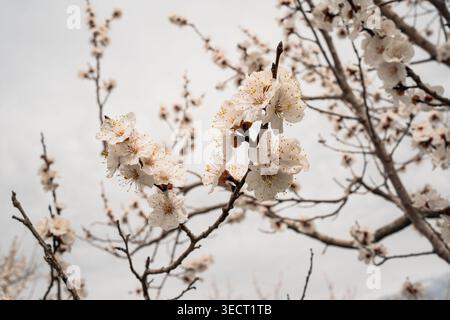Close-up of blooming apricot trees with delicate white blossoms on branching twigs against a soft cloudy sky, capturing fresh springtime nature and se Stock Photo