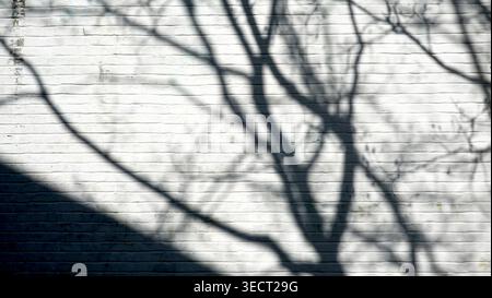 tree shadow on the white brick wall Stock Photo