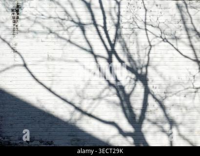 tree shadow on the white brick wall Stock Photo