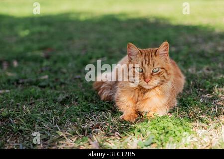 A fluffy ginger cat peacefully rests on a grassy patch in a sunlit park. The serene setting highlights the cat's vibrant fur against lush greenery, ca Stock Photo
