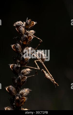 Detailed macro photo of Empusa pennata praying mantis clinging to a dry seed head, perfect camouflage in natural light with dark background and shallo Stock Photo