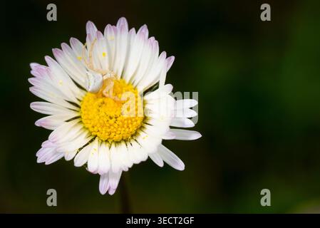 Close-up macro of a pale crab spider perched on a white daisy with yellow center, showing delicate petals and natural texture against a dark blurred b Stock Photo