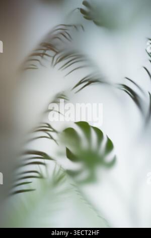 Dreamy soft focus image of tropical foliage with blurred palm fronds and a monstera leaf, forming a serene minimalist background with natural green to Stock Photo