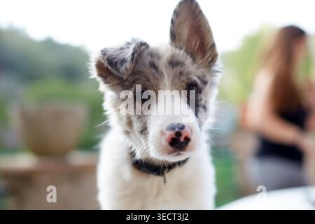 Close-up portrait of a young border collie puppy outdoors in a garden, looking at the camera with bright eyes and soft fur, with a blurred background Stock Photo