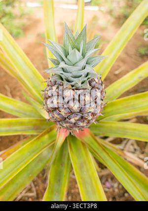 Close-up of a young pineapple fruit on a spiky plant, growing in a tropical farm field. Fresh green leaves radiate outward, showing agriculture and he Stock Photo