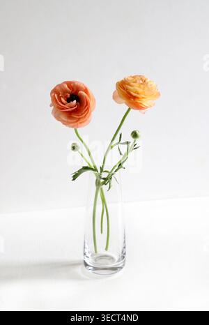 Two orange ranunculus with green buds in glass vase on light gray and white gradient background, minimalist studio floral still life. Stock Photo