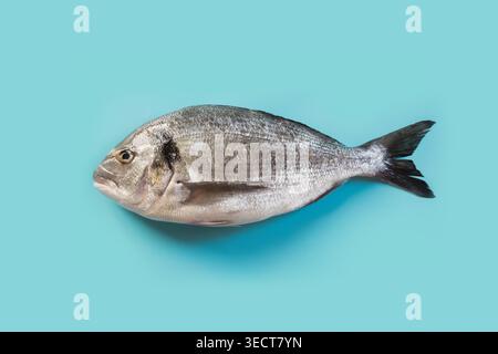 One dorado on pastel blue background. Fish pattern. Top view, flat lay. Concept capture, hook fish. Stock Photo