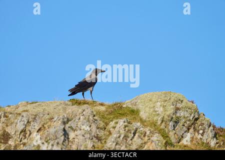 Hooded crow (Corvus cornix). South Stack, Anglesey, North Wales. August Stock Photo
