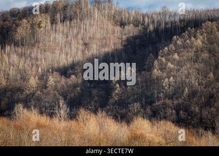 Sunlight picks out pale larches within a dense dark forest. Interlocking branches draw a tapestry of winter lines while a spotlight of brightness adds Stock Photo