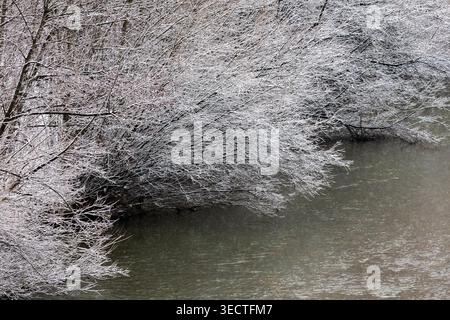 Frosted thickets lean over calm water forming a bright diagonal across the river. Fine branches sparkle with ice while the muted current glides beneat Stock Photo